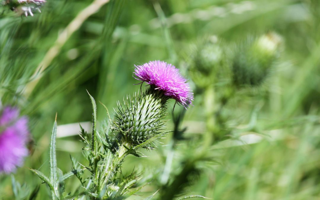 Le Chardon-Marie, un allié pour le foie