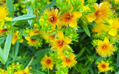 Millepertuis : La Plante Thérapeutique Aux Mille Vertus