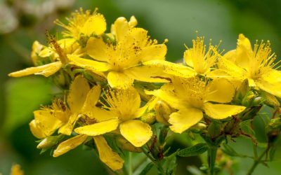 Millepertuis : La Plante Thérapeutique Aux Mille Vertus